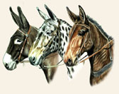 Donkey and Mule Art - Three Mules